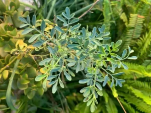 Arruda Erva Medicinal