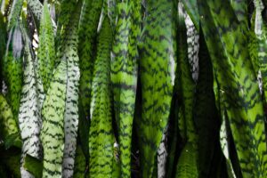 Espada de São Jorge Erva Medicinal
