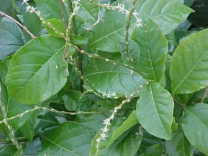 Guine Erva Medicinal