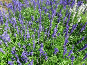 Lavanda erva medicinal