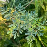 Arruda Erva Medicinal