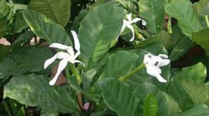 O que é Sananga, Medicina Sagrada da Floresta