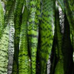 Espada de São Jorge Erva Medicinal