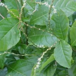 Guine Erva Medicinal