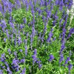 Lavanda erva medicinal