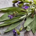 Sálvia Erva Medicinal