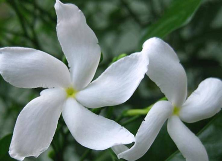 Sananga Medicina da Floresta
